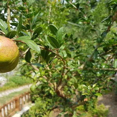 Affittacamere Agroturizem Marku