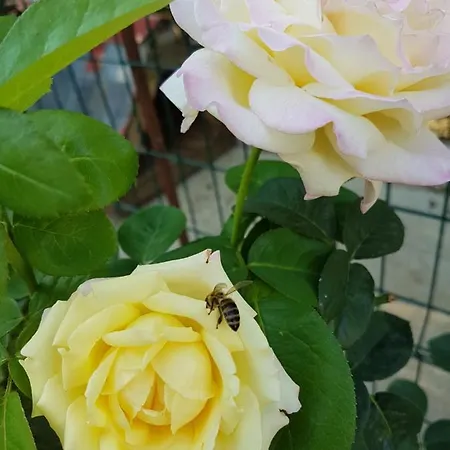 Agroturizem Marku Shkodër