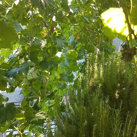 Agroturizem Marku Affittacamere Shkodër